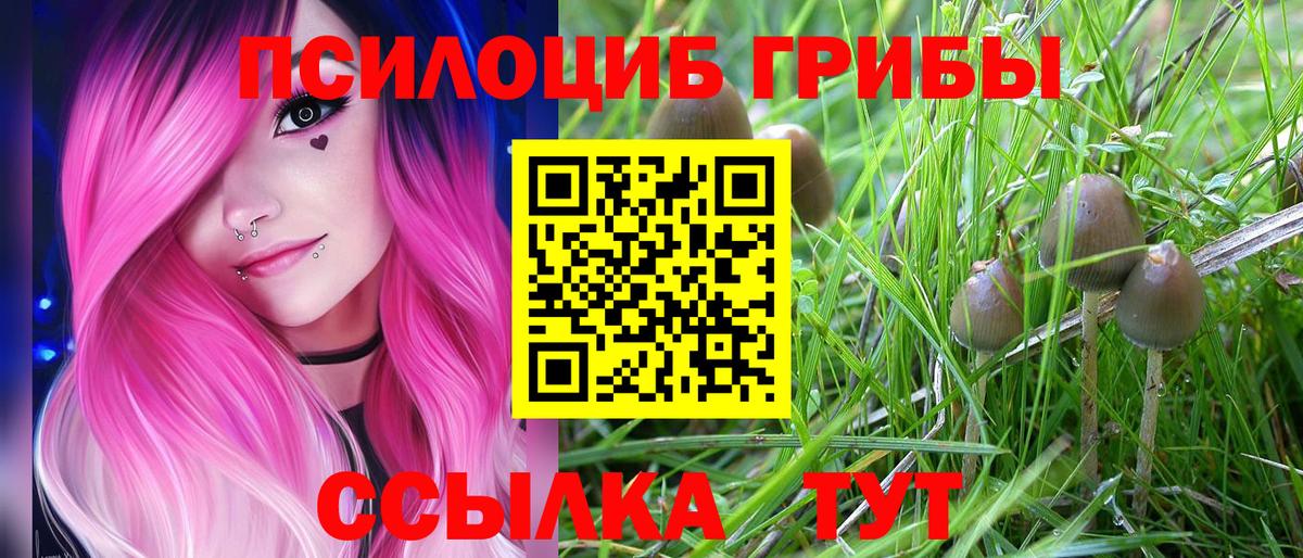 Псилоцибиновые грибы Cubensis Ульяновск